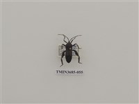 藏品(達安緣椿象)的圖片